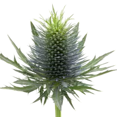 Eryngium Supernova Questar®