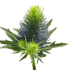 Eryngium Supernova Questar®