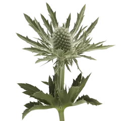 Eryngium Gemini Questar®