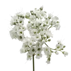Gypsophila Million Daisy™