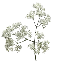 Gypsophila Million Daisy™