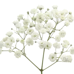 Gypsophila Xlence®