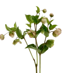 Helleborus Bella Belles - Marginpar