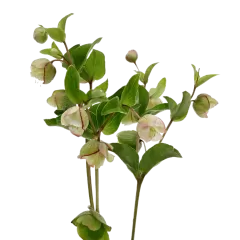Helleborus Bella Belles - Marginpar