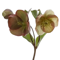 Helleborus Mammoth Pink