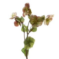 Helleborus Mammoth Pink