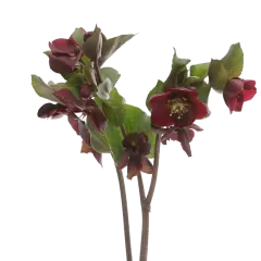 Helleborus Mammoth Red