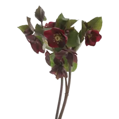 Helleborus Mammoth Red