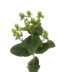 Hypericum Sisu Charm