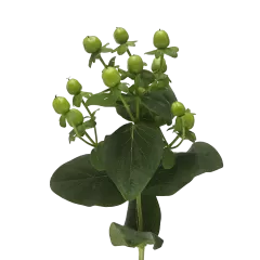 Hypericum Sisu Charm