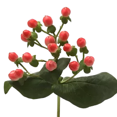 Hypericum Sisu Flirt