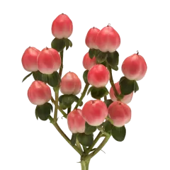 Hypericum Sisu Flirt