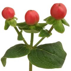 Hypericum Tomato Flair®