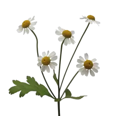 Tanacetum parthenium ‘Single Vegmo’