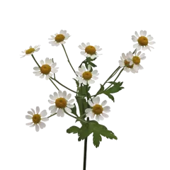 Tanacetum parthenium ‘Single Vegmo’