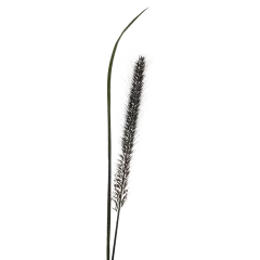 Pennisetum Black Fox