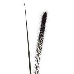 Pennisetum Black Fox