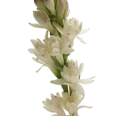Polianthes Elvy Ivory