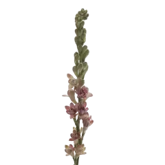 Polianthes Eva Cherise