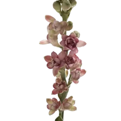 Polianthes Eva Cherise