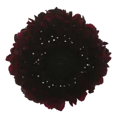 Scabiosa Bon Bon Scoop™ Maraschino