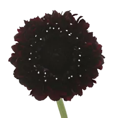 Scabiosa Bon Bon Scoop™ Maraschino