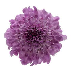 Scabiosa Virtuoso Saura