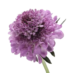 Scabiosa Virtuoso Saura