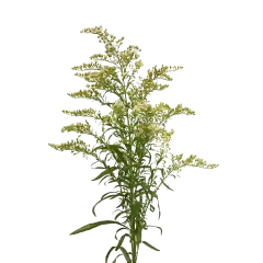 Solidago Carzan Moonlight