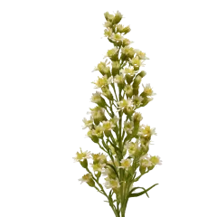 Solidago Carzan Moonlight