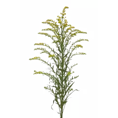 Solidago Taramba