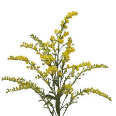 Solidago Taramba