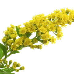 Solidago Carzan Glory