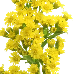 Solidago Carzan Glory