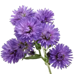 Aster Dark Milka 