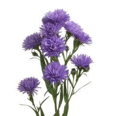 Aster Dark Milka 