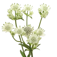 Astrantia Billion Star®