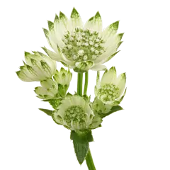 Astrantia Billion Star®