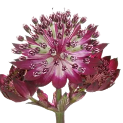 Astrantia Star® of Love