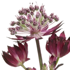 Astrantia Star® of Love