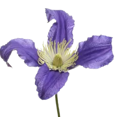 Clematis Amazing® Blue Pirouette