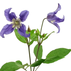 Clematis Amazing® Blue Pirouette