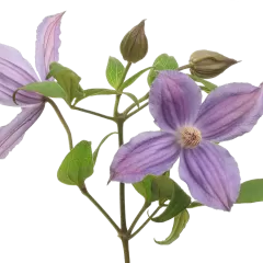 Clematis Amazing® Geneva