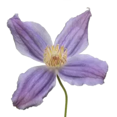 Clematis Amazing® Geneva