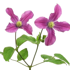 Clematis Amazing® Kyiv 