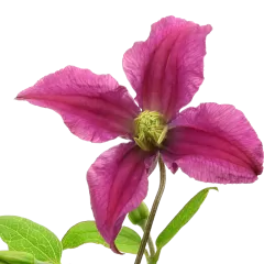 Clematis Amazing® Kyiv