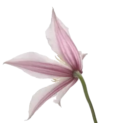 Clematis Amazing® Kansas