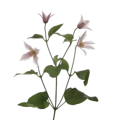 Clematis Amazing® Kansas
