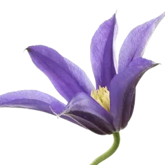 Clematis Amazing® Oslo