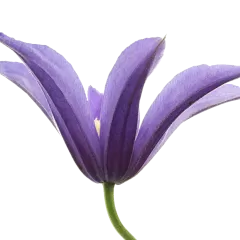 Clematis Amazing® Oslo